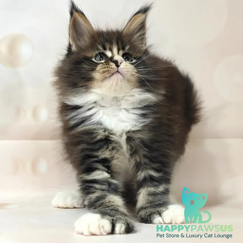 Cosmos Maine Coon polydactyl 6x6x6x6 male black tabby with white - live animals