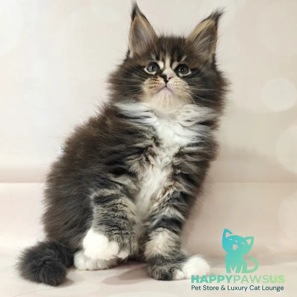 Cosmos Maine Coon polydactyl 6x6x6x6 male black tabby with white - live animals