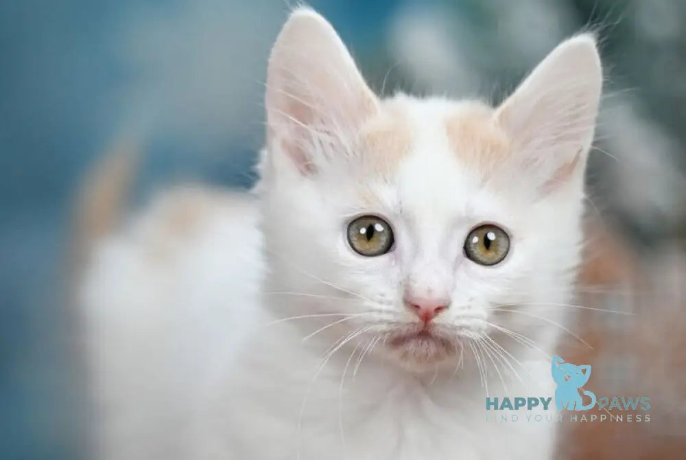 Cream Dream Munchkin male cream van live animals