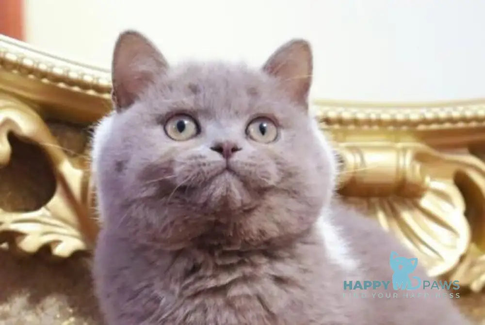 CreamCake British Shorthair male fawn live animals