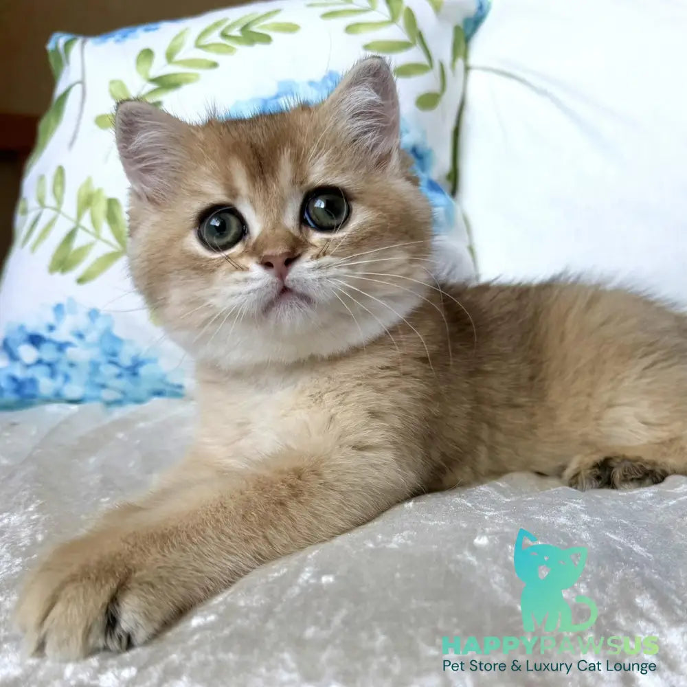 Crispy British Shorthair male black golden shaded - live animals