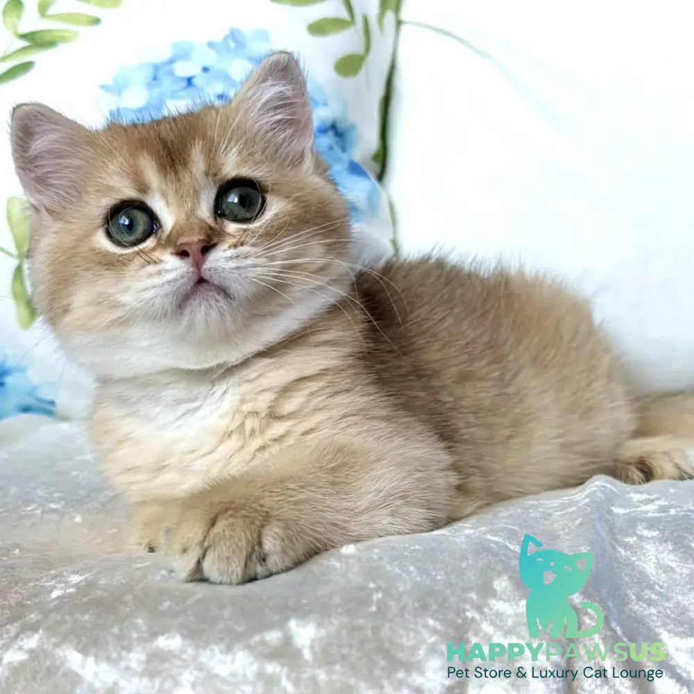 Crispy British Shorthair male black golden shaded - live animals