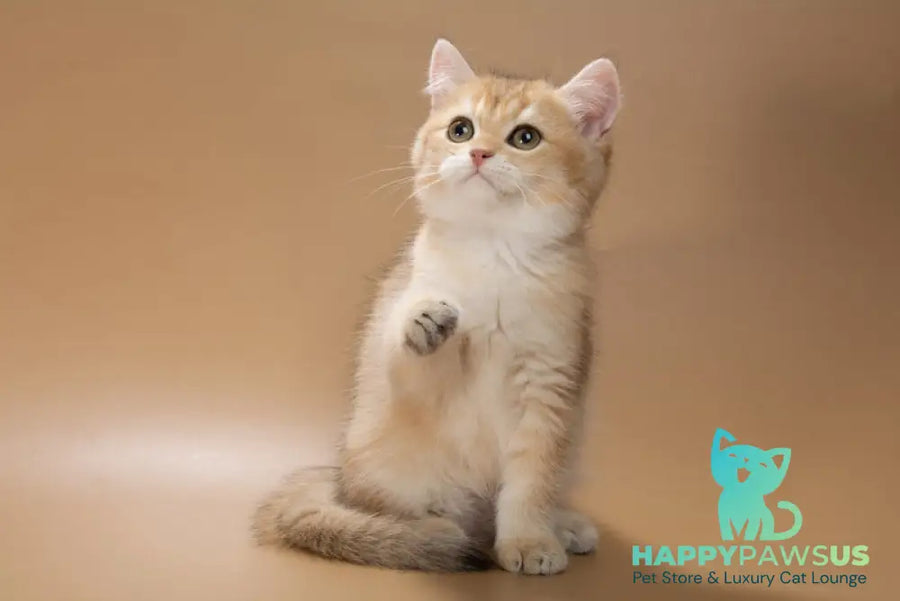 Cristian British Shorthair male black golden shaded - live animals