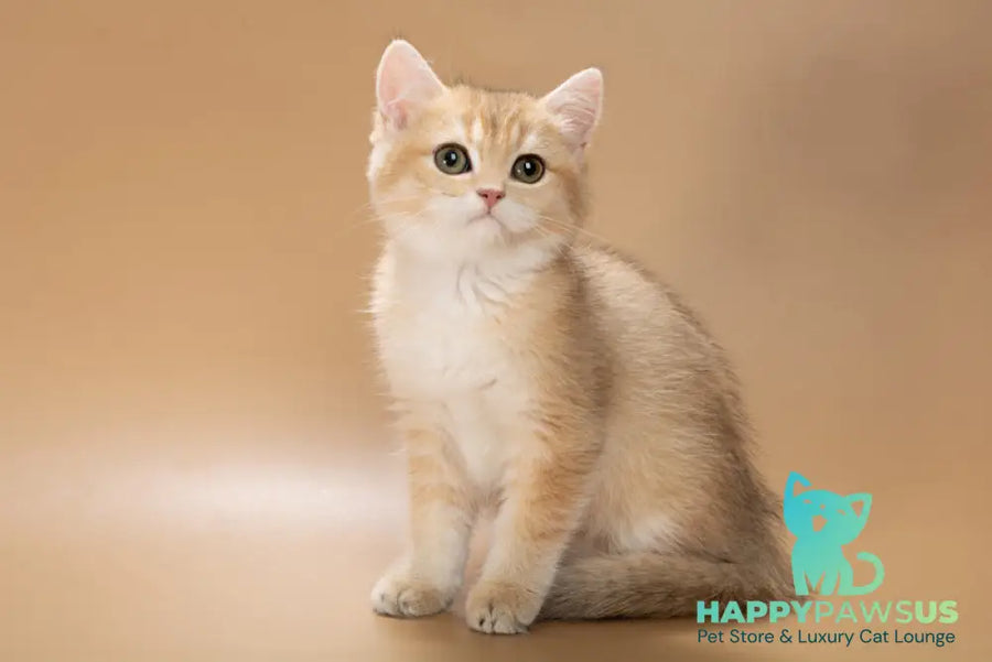 Cristian British Shorthair male black golden shaded - live animals