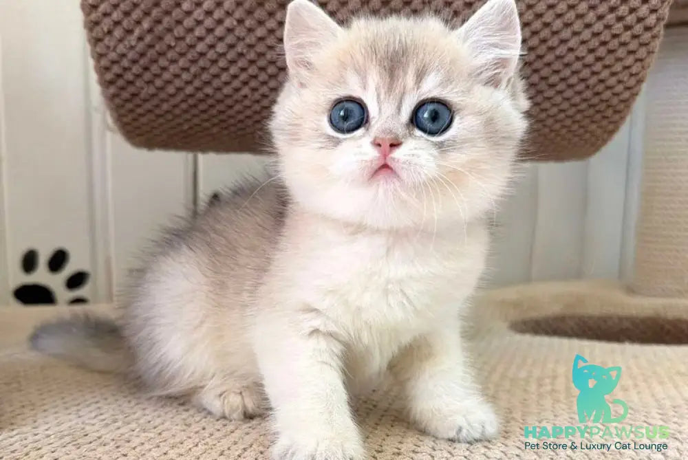 Cristian British Shorthair male blue golden shaded - live animals