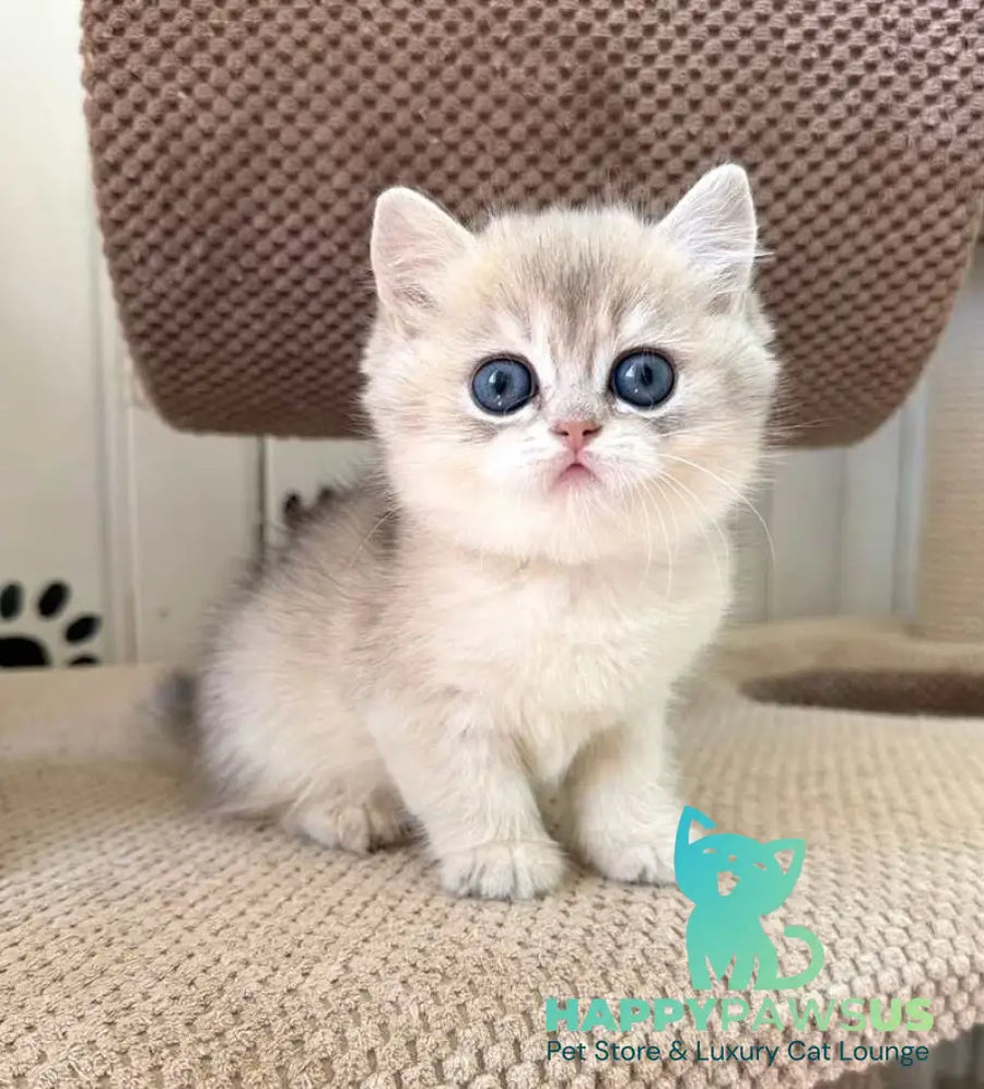 Cristian British Shorthair male blue golden shaded - live animals