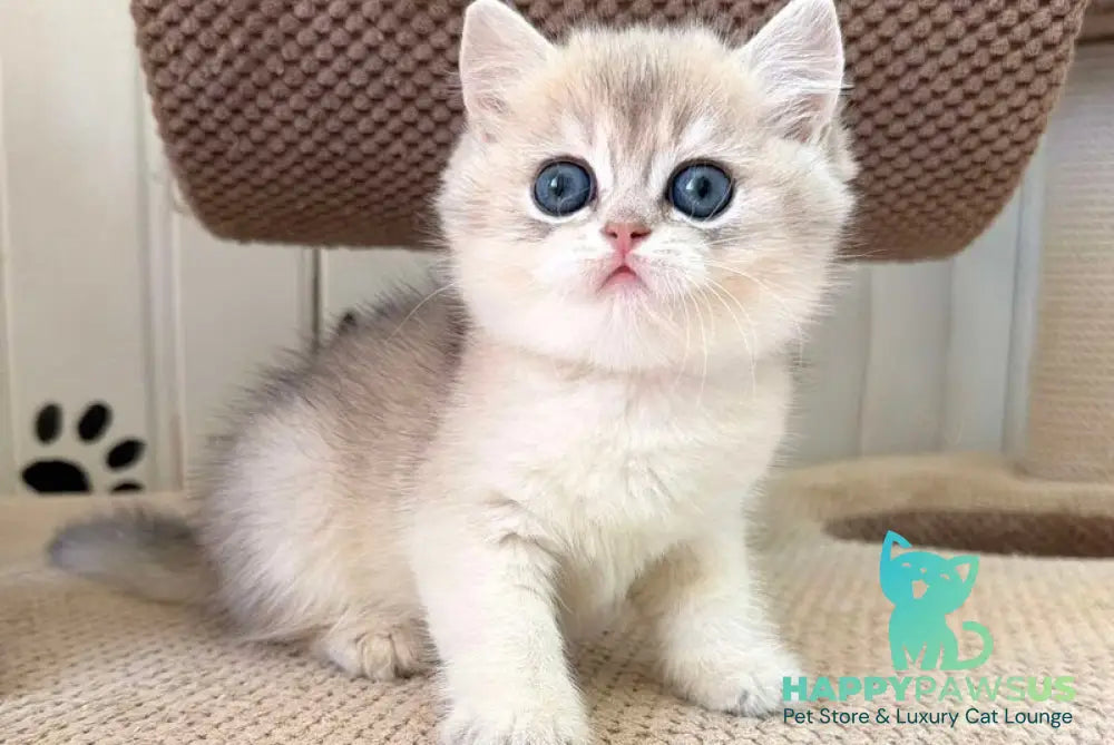 Cristian British Shorthair male blue golden shaded - live animals