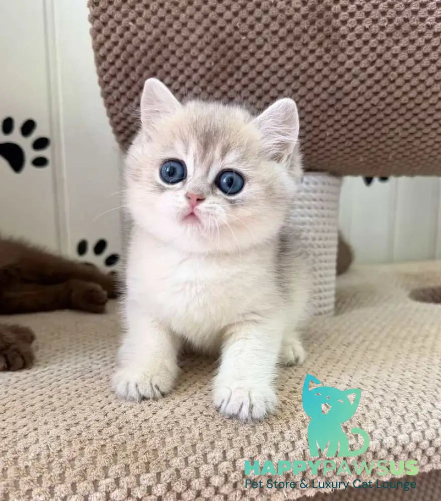 Cristian British Shorthair male blue golden shaded - live animals