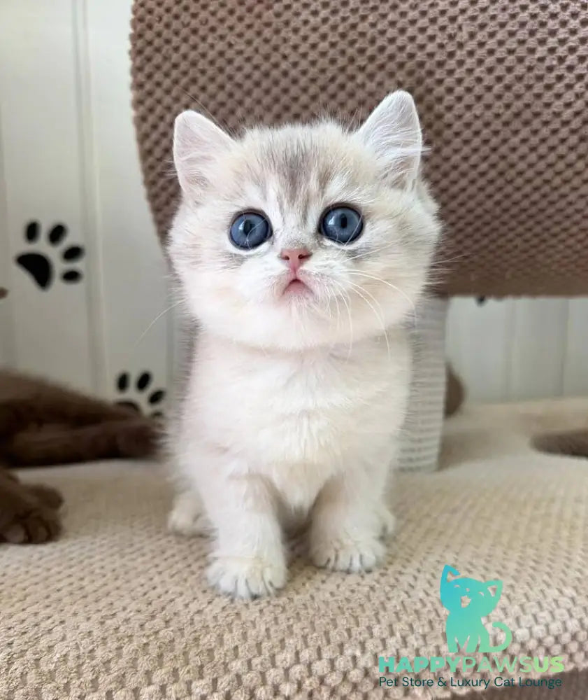 Cristian British Shorthair male blue golden shaded - live animals