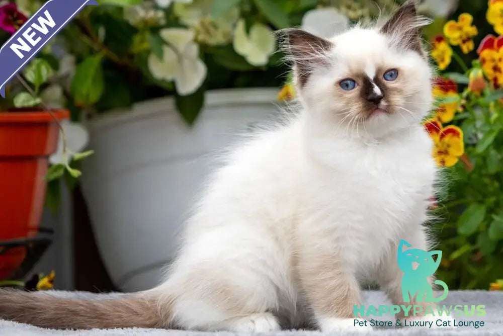 Cruella Ragdoll female seal mitted - live animals