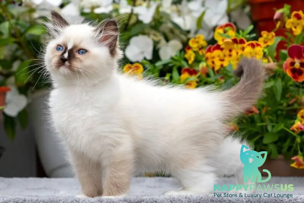 Cruella Ragdoll female seal mitted - live animals