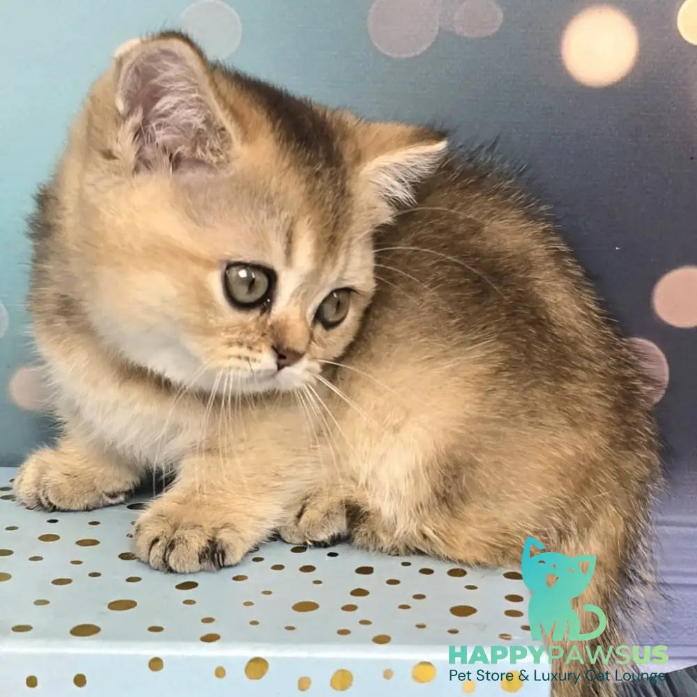 Crumble Munchkin male black golden shaded - live animals