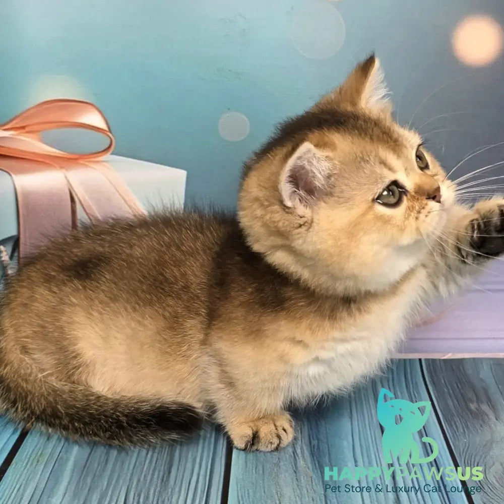 Crumble Munchkin male black golden shaded - live animals