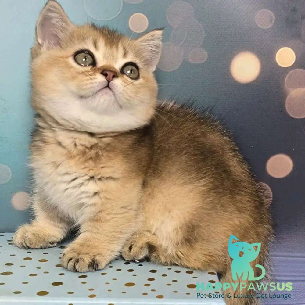 Crumble Munchkin male black golden shaded - live animals