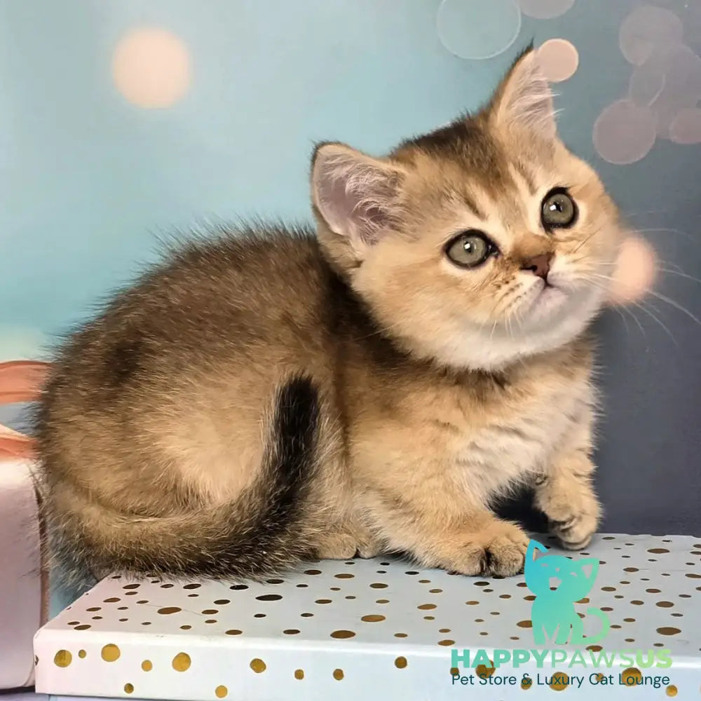 Crumble Munchkin male black golden shaded - live animals