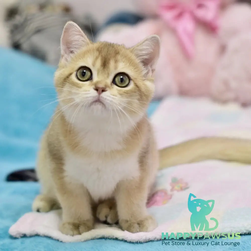 Crystal British Shorthair female black golden shaded - live animals