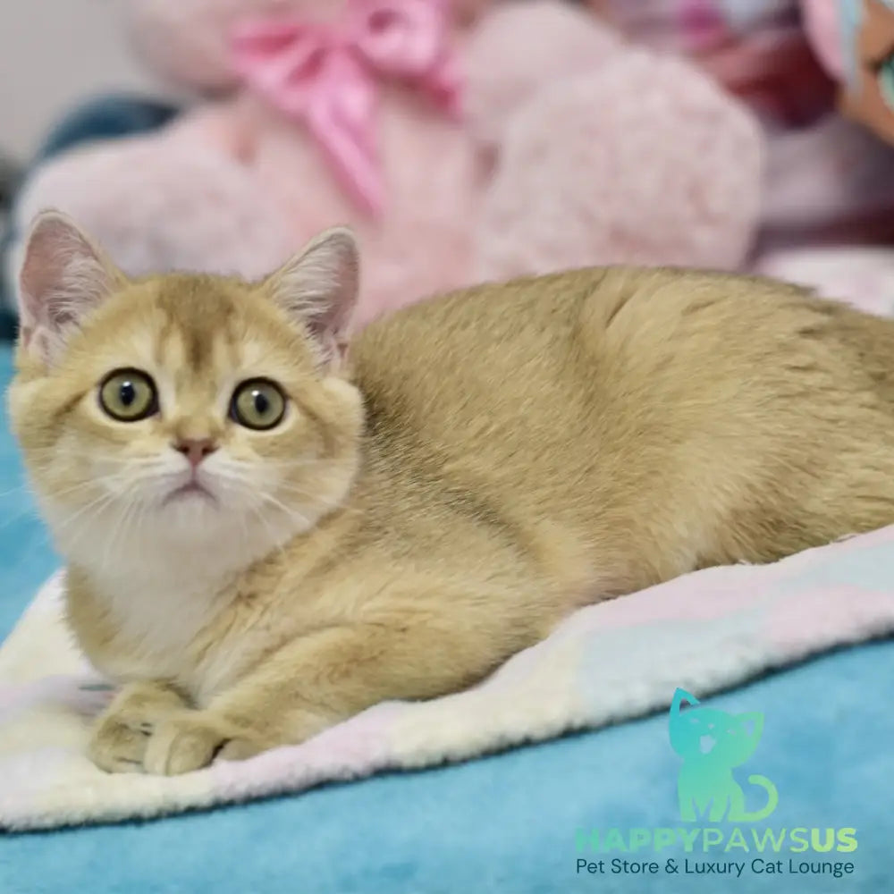 Crystal British Shorthair female black golden shaded - live animals