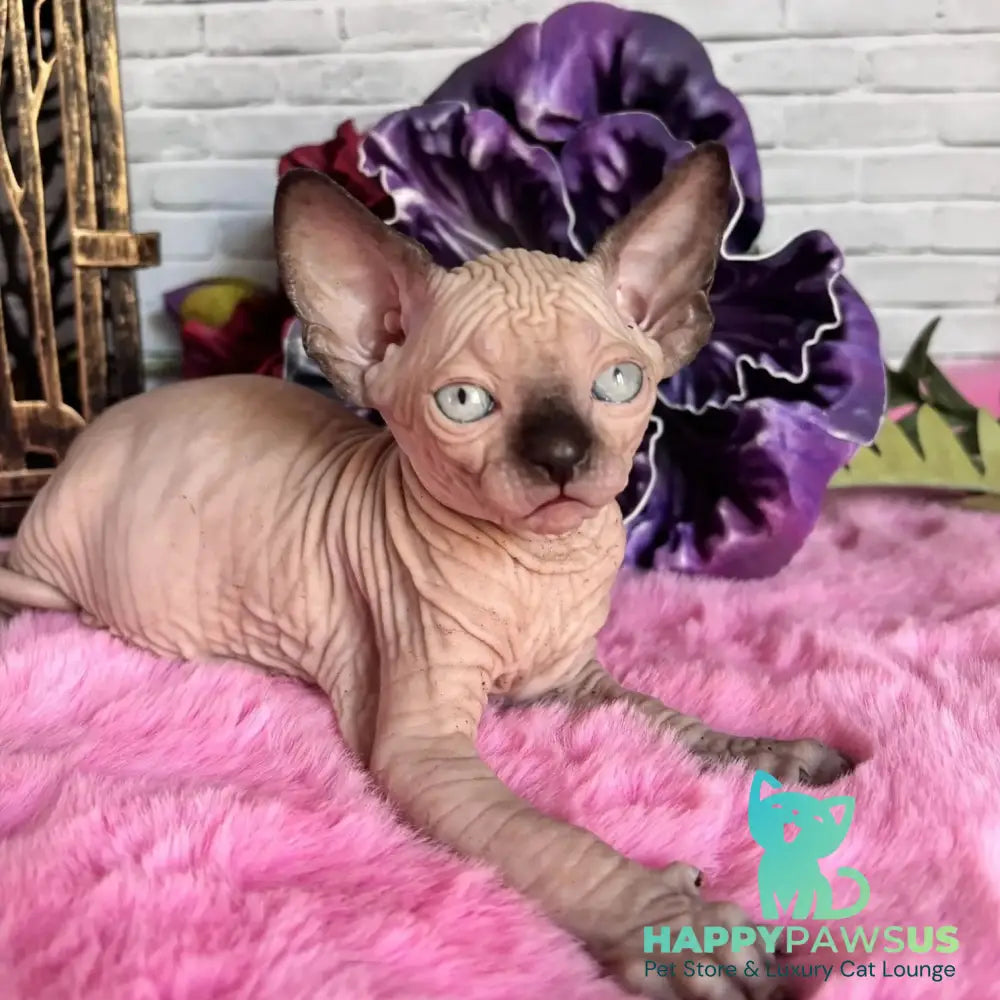 Crystal Canadian Sphynx female black pointed - live animals