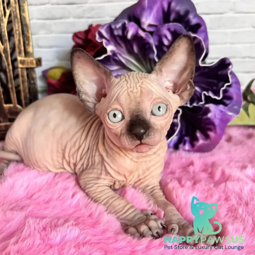 Crystal Canadian Sphynx female black pointed - live animals