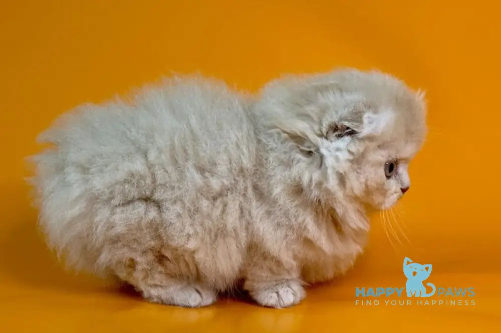 Cuddles Munchkin male fawn - live animals