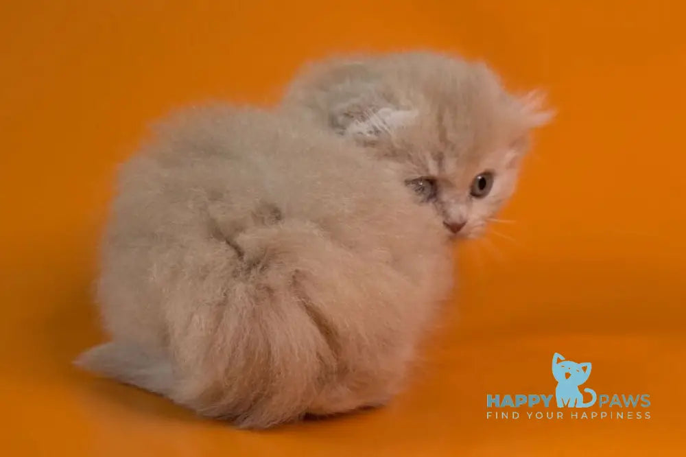 Cuddles Munchkin male fawn - live animals