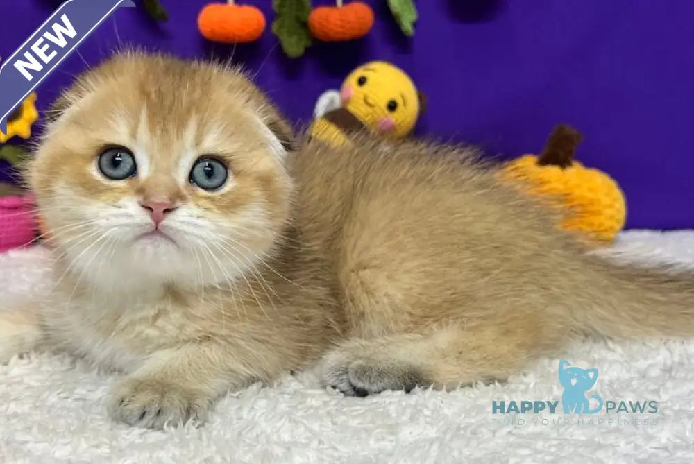 Cupidon Scottish Fold male black golden chinchilla live animals