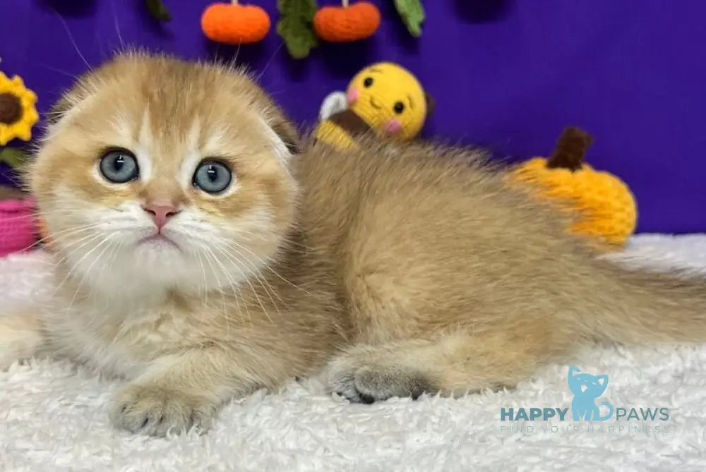 Cupidon Scottish Fold male black golden chinchilla live animals