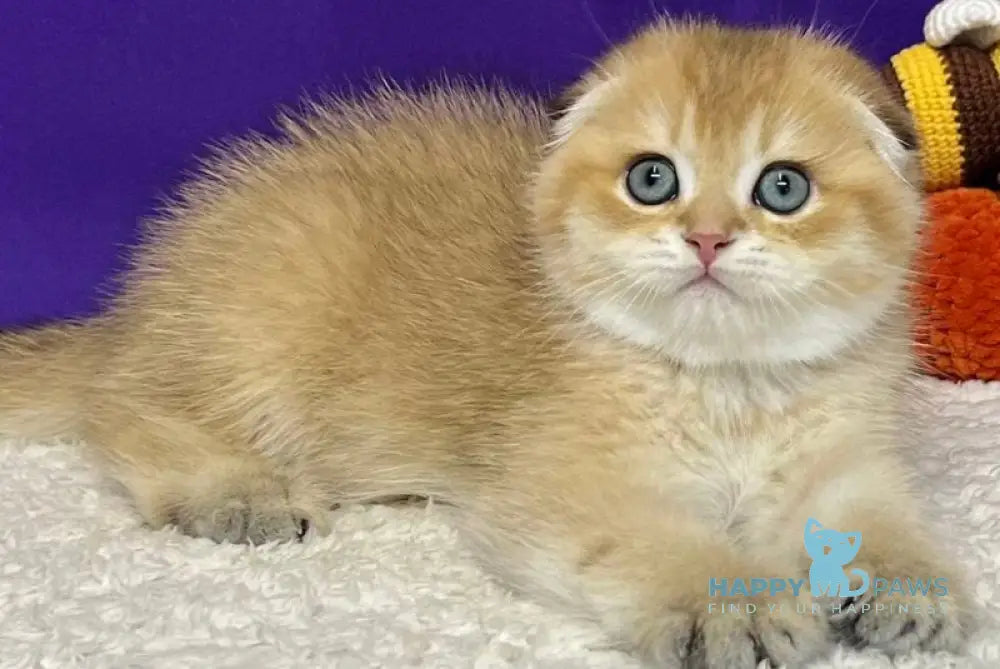 Cupidon Scottish Fold male black golden chinchilla live animals