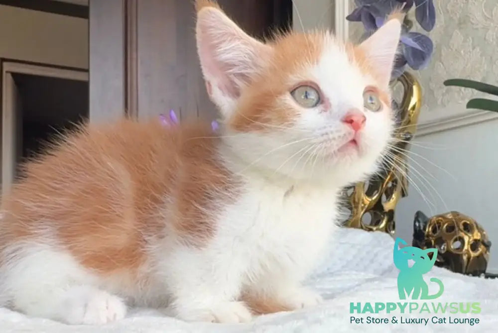 Cupper Munchkin male red tabby with white - live animals