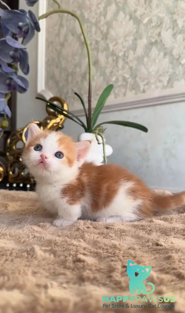 Cupper Munchkin male red tabby with white - live animals