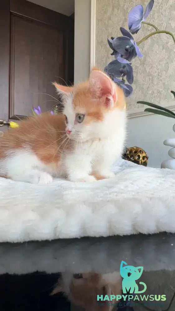 Cupper Munchkin male red tabby with white - live animals
