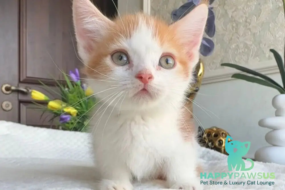 Cupper Munchkin male red tabby with white - live animals