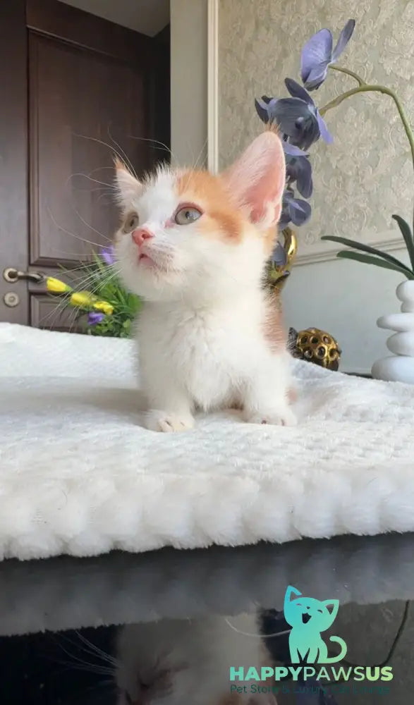 Cupper Munchkin male red tabby with white - live animals