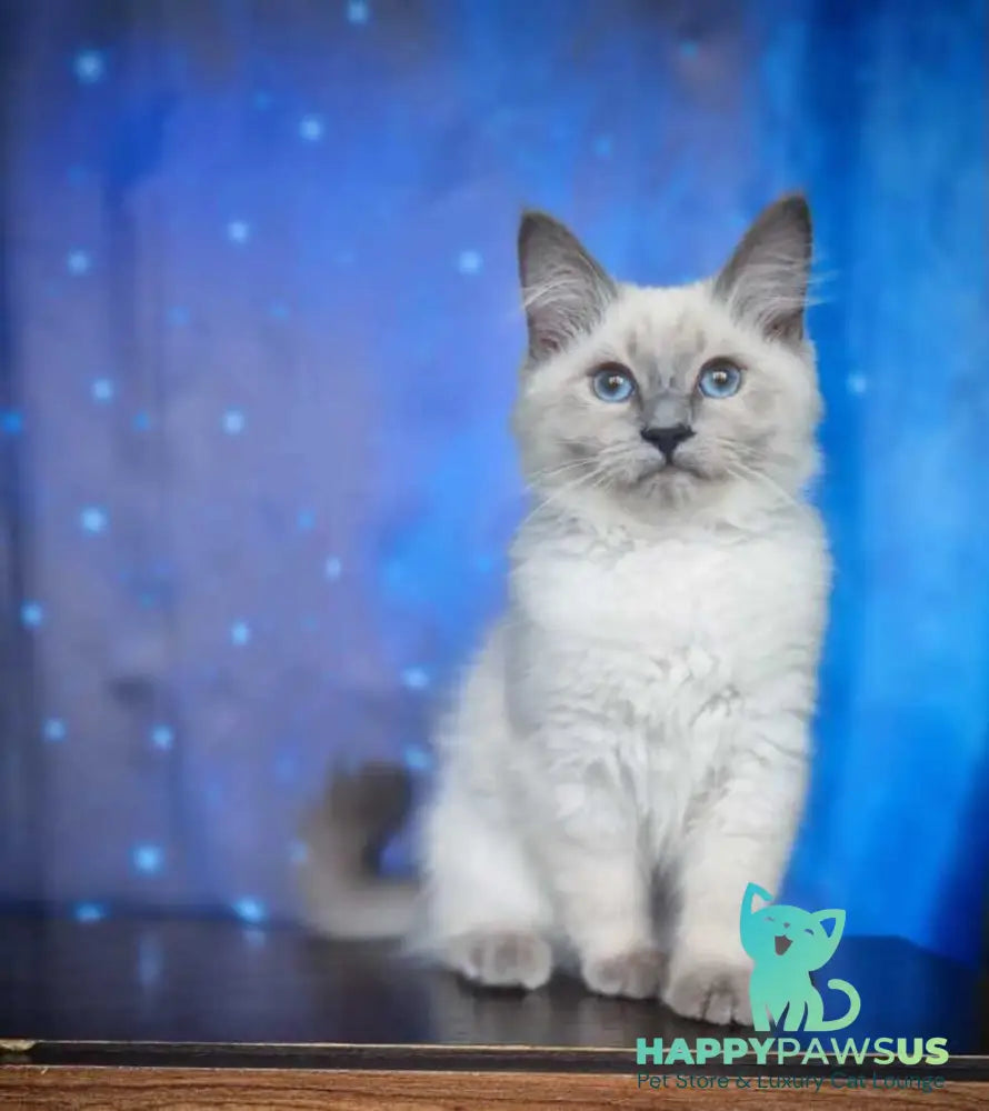 Custer Siberian male blue pointed - live animals