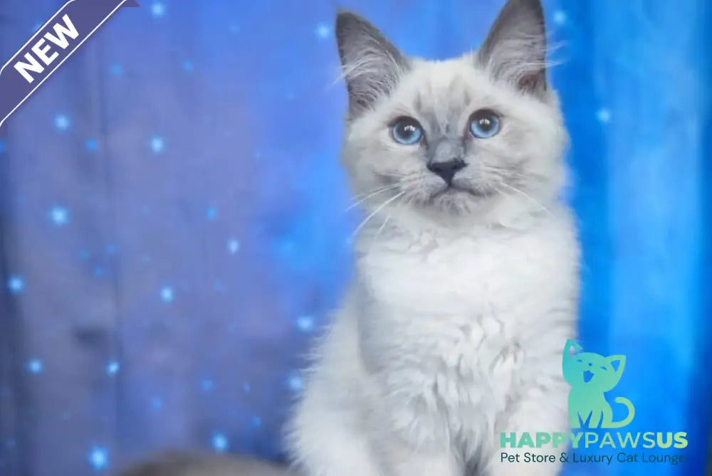 Custer Siberian male blue pointed - live animals
