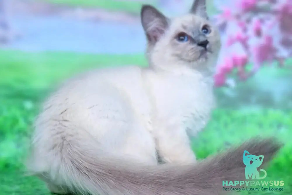 Custer Siberian male blue pointed - live animals