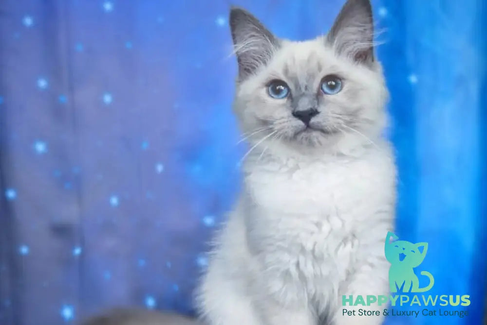 Custer Siberian male blue pointed - live animals