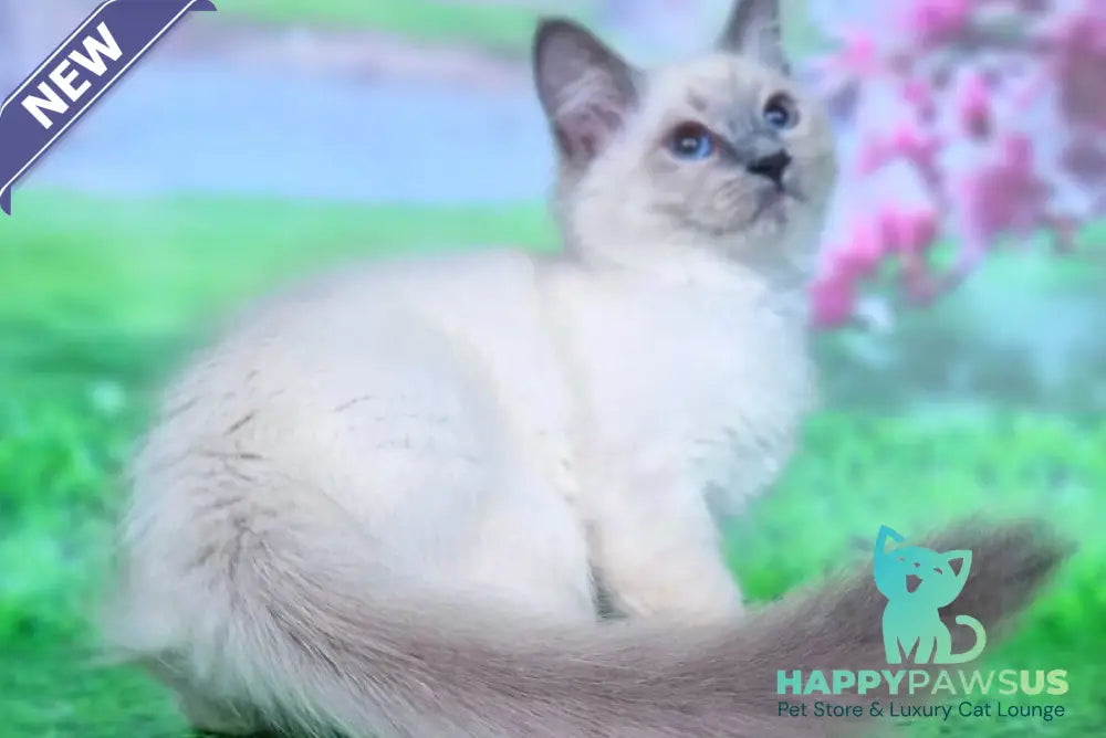Custer Siberian male blue pointed - live animals
