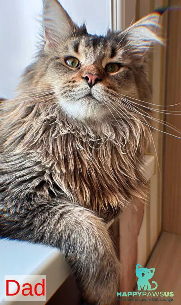 Cutie Maine Coon female black tortie ticked tabby live animals