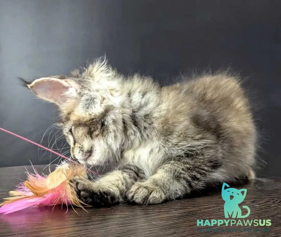 Cutie Maine Coon female black tortie ticked tabby live animals