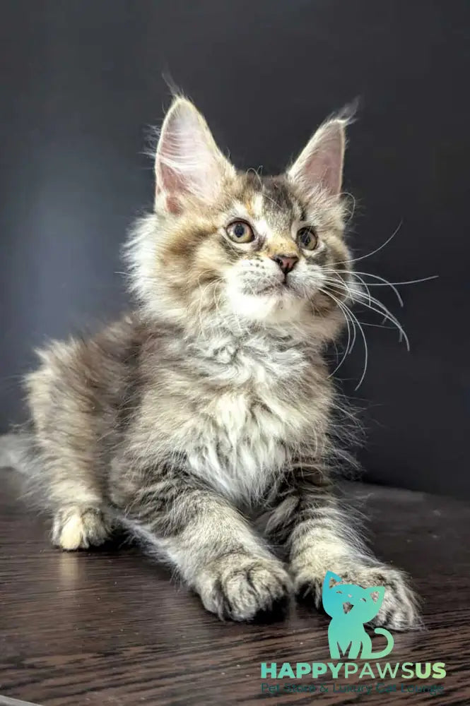 Cutie Maine Coon female black tortie ticked tabby live animals