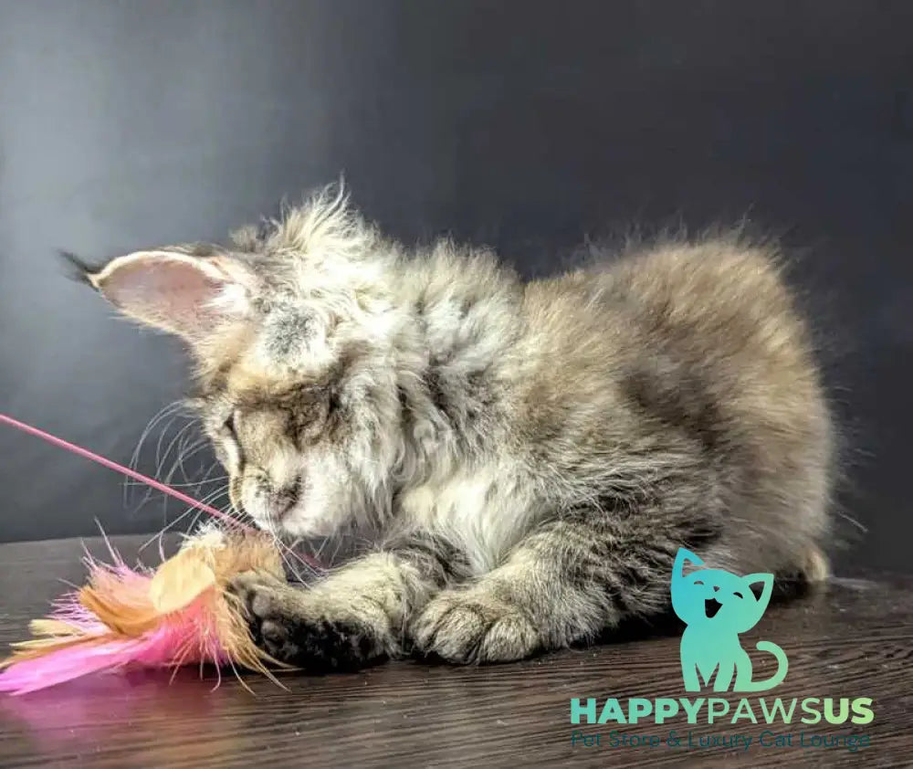 Cutie Maine Coon female black tortie ticked tabby live animals