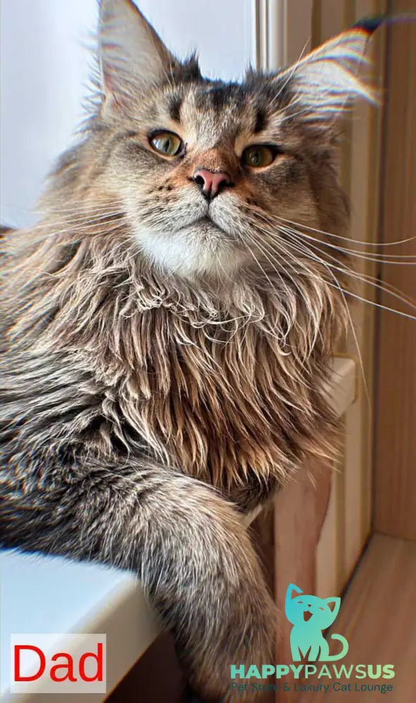 Cutie Maine Coon female black tortie ticked tabby live animals