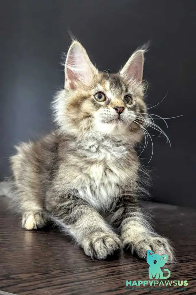 Cutie Maine Coon female black tortie ticked tabby live animals