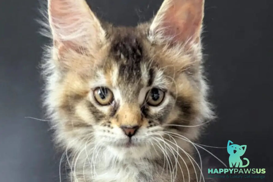 Cutie Maine Coon female black tortie ticked tabby live animals