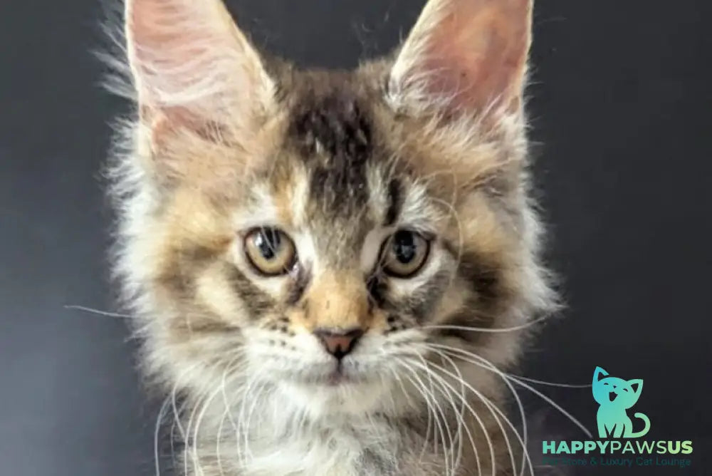 Cutie Maine Coon female black tortie ticked tabby live animals