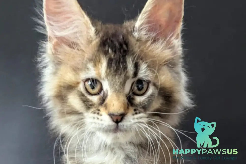 Cutie Maine Coon female black tortie ticked tabby live animals