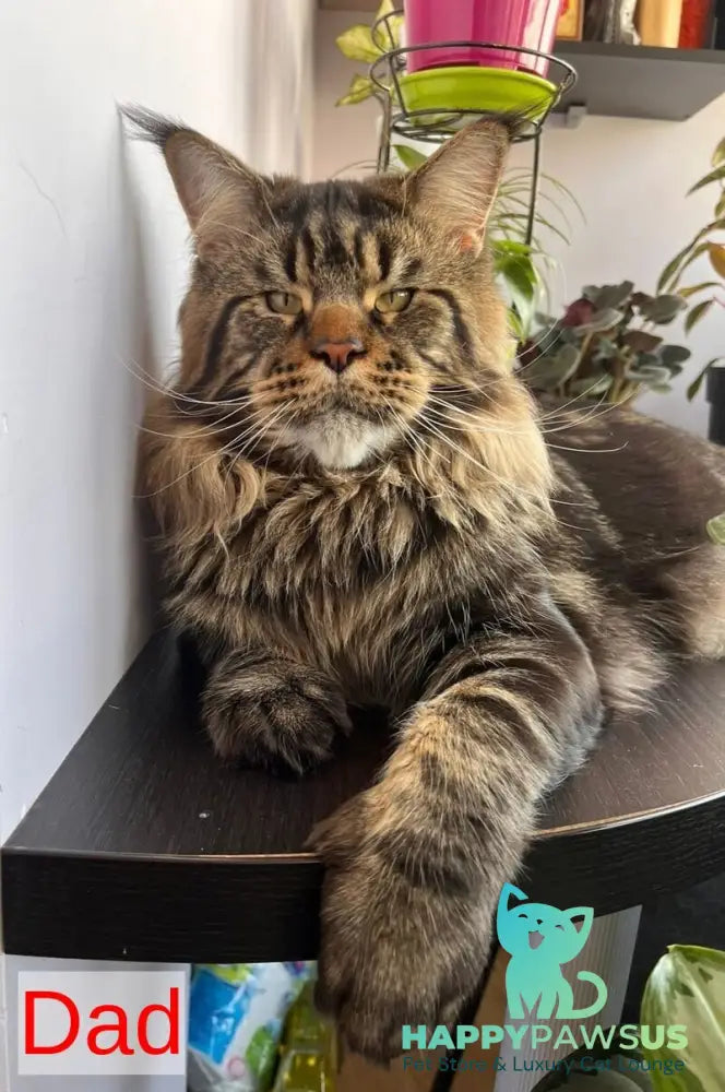 Cvetan Aureus Maine Coon male red tabby - live animals