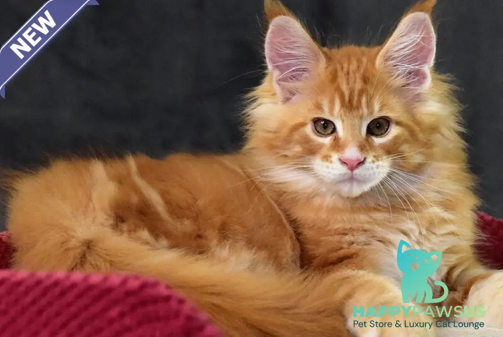 Cvetan Aureus Maine Coon male red tabby - live animals