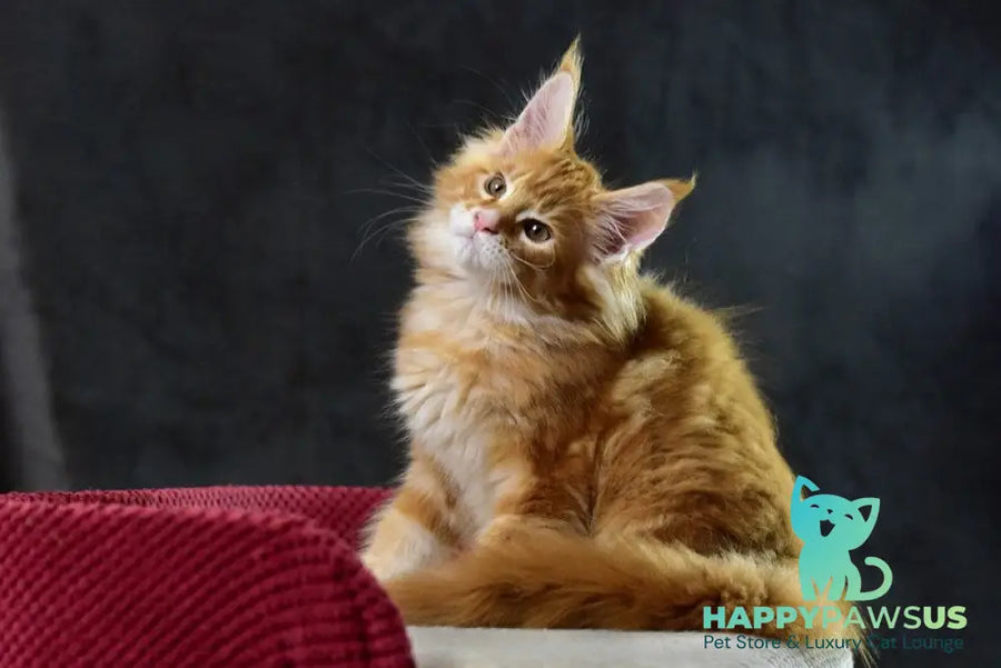 Cvetan Aureus Maine Coon male red tabby - live animals